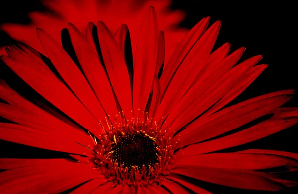 黑红色非洲菊. — 图库照片