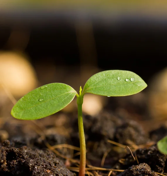 A green seedling growing — Stock Photo, Image