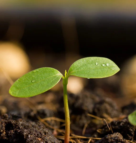 Una plántula verde creciendo — Foto de Stock