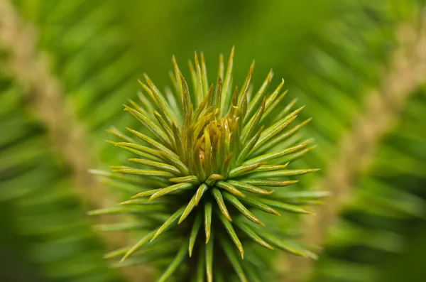 Pinheiro cor verde abstrato . — Fotografia de Stock