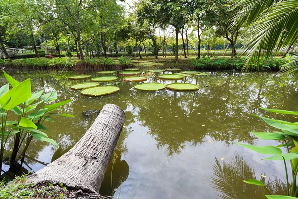 Coconut trees are felled on the lake — Stock Photo, Image