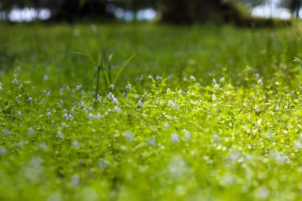 Sonnenlicht auf dem Rasen im Park. — Stockfoto