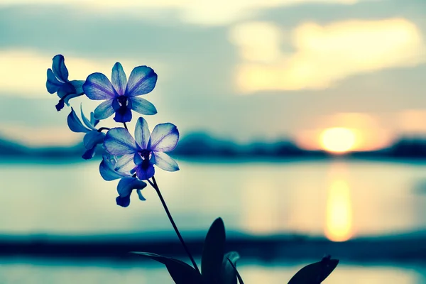 Vintage blue orchids flowers — Stock Photo, Image