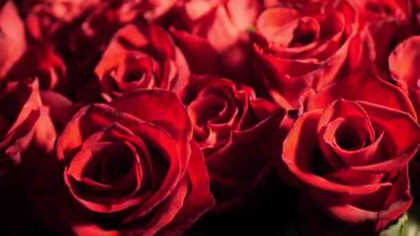 Аромат красных роз — стоковое видео