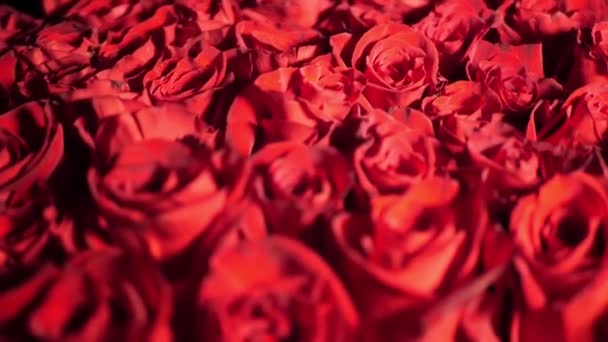 Стоковые Видео Красные Розы ⬇ Скачать Футажи Красные Розы.