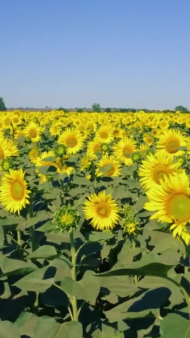 Vertical video of field sunflowers — Stock Video