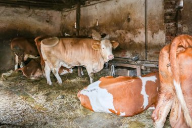 İnekler istikrarlı