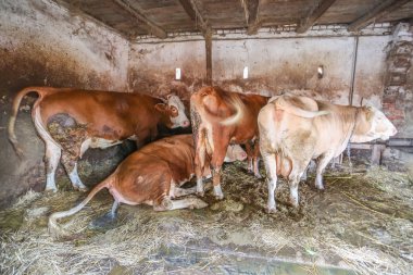 Ahırda dört inekler