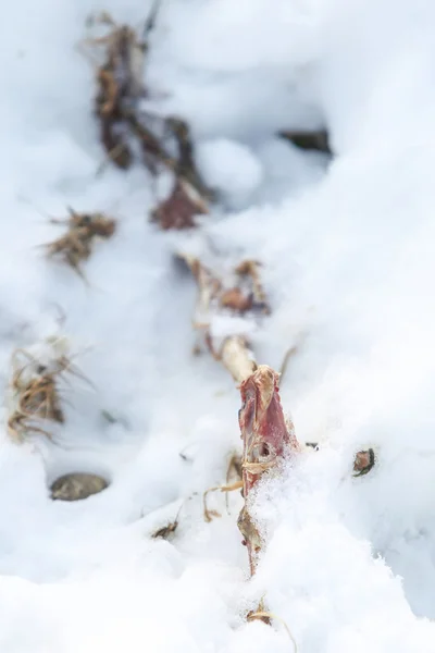 Carogna di animale morto nella neve — Foto Stock