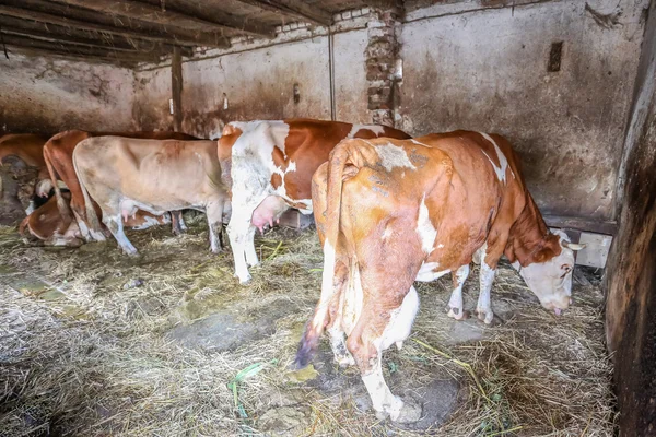 Cows in cowshed — Stock Photo, Image