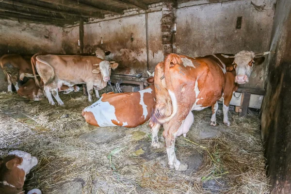 Cows in barn — Stock Photo, Image