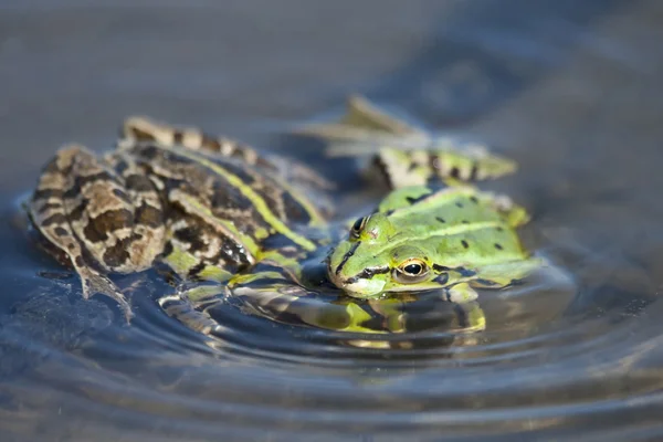 Gröna grodor i naturen — Stockfoto