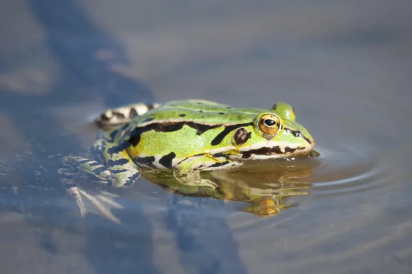Zelená žába v jezeře — Stock fotografie