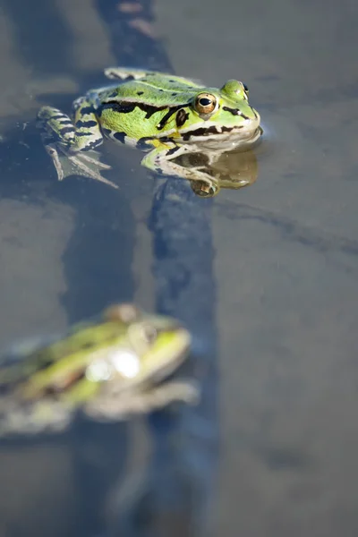 Green frogs in lake — Stock Photo, Image