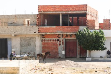 Kayravan içinde arabaları çekerek at