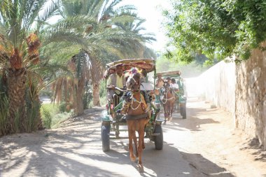 Tozeur vahasında taşıma gezileri