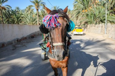At Tozeur bir araba çekerek