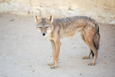 Tunus hayvanat bahçesinde jackal