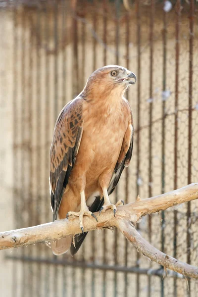 Bird of prey in Tunisia — Stock Photo, Image