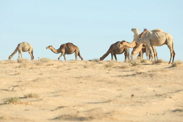 Camellos en Douz —  Fotos de Stock