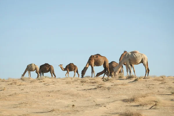 Camellos en el desierto del Sahara —  Fotos de Stock