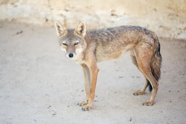 Šakal v tuniskánské Zoo — Stock fotografie