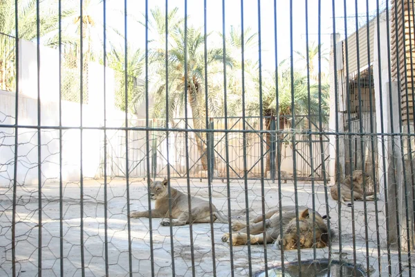 Leeuwen in Tozeur dierentuin — Stockfoto