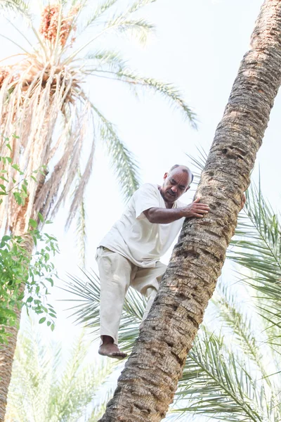 日付ヤシの木に登る男 — ストック写真