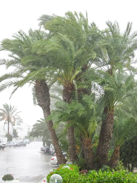 Palms at El Mouradi Hotel resort — Stock Photo, Image