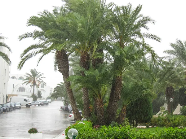 Palm trees at El Mouradi Hotel resort — Stock Photo, Image