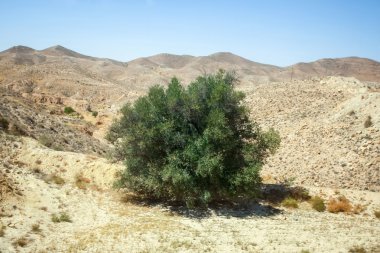 Sahara Çölü'nde Bush