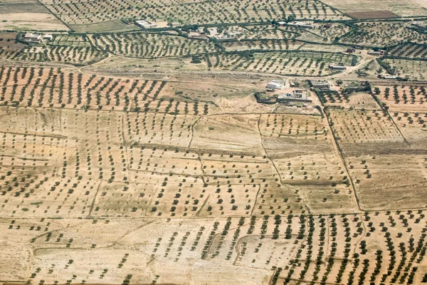 Plantação de azeitonas na Tunísia — Fotografia de Stock