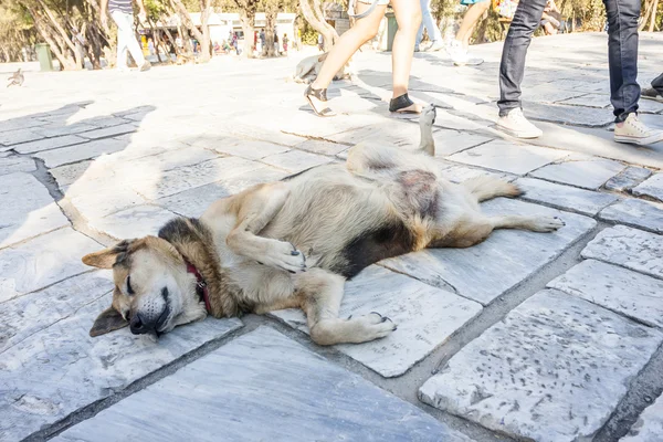 Perro tirado en el suelo — Foto de Stock