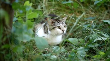 kat aanvallen