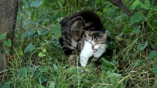 Domestic cat defending herself — Stock Video