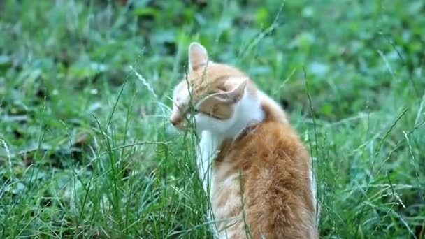 Оранжевая белая кошка — стоковое видео