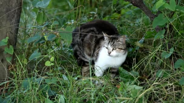 Gato blanco y negro — Vídeos de Stock