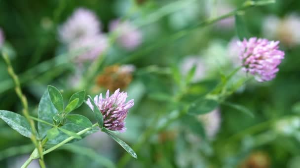 Flower of clover — Stock Video