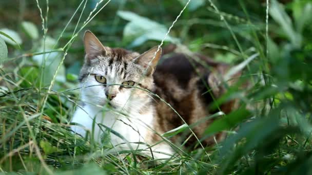 Close-up van een kat — Stockvideo