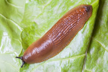 Slug yeşil yapraklarda, yakın çekim