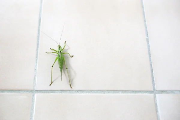 Close up of grasshopper — Stock Photo, Image