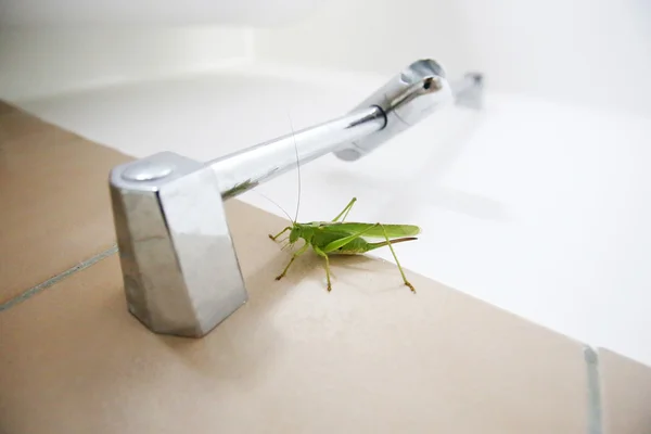 Close up of green grasshopper on bathroom wall — Stock Photo, Image