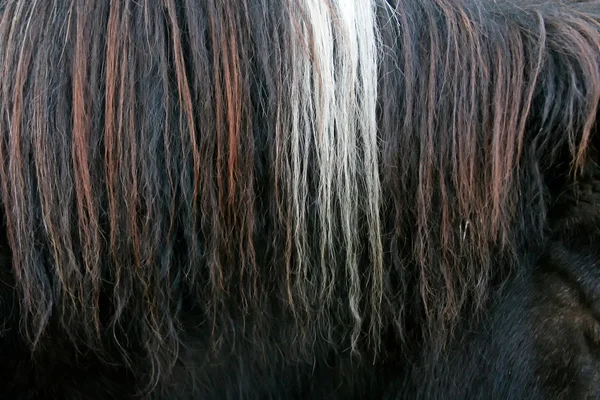 Close up of horsehair — Stock Photo, Image