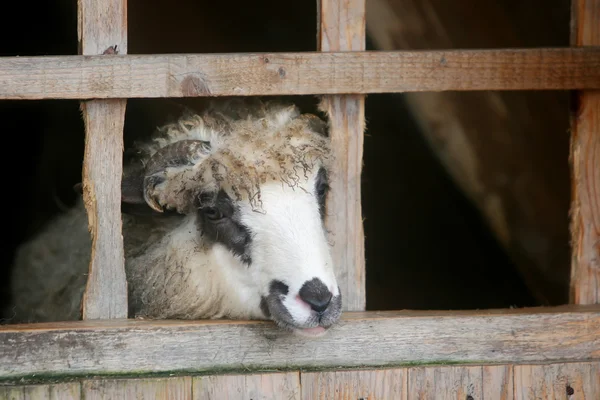 Close up de carneiro no estábulo de madeira — Fotografia de Stock