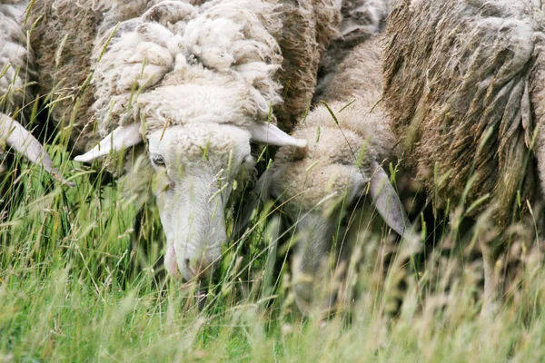 Närbild av får äta gräs — Stockfoto