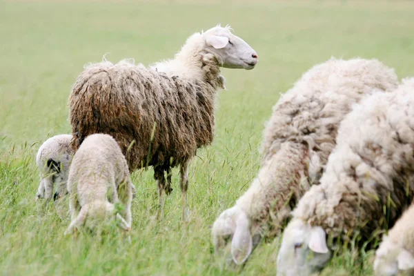 Nahaufnahme der Schafherde — Stockfoto