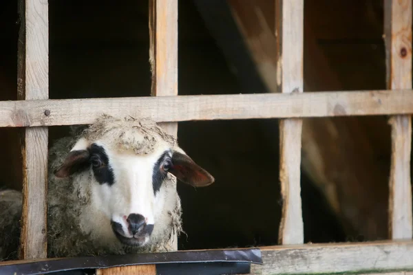Bliska owiec w gospodarstwie stabilny — Zdjęcie stockowe