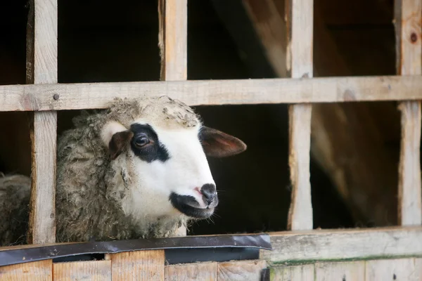 Koyun çiftliği ahır yakın çekim — Stok fotoğraf