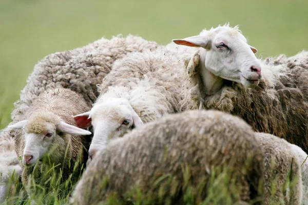 Nahaufnahme von Schafen in Herde auf der Weide — Stockfoto