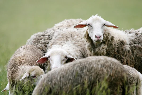Gros plan des moutons en troupeau — Photo